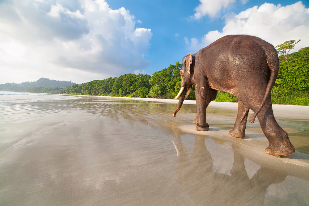 Elephant Beach - Best Beaches in India